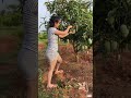 ತೋಟದ ಮನೆಯಲ್ಲಿ ಆಶಿಕಾ ರಂಗನಾಥ್ |Ashika Ranganath enjoying lockdown in  Mango Farm House |Shorts #shorts