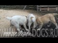 РОЖД.0412.2009.г<br />Отец Раменский Гризли Патыш
