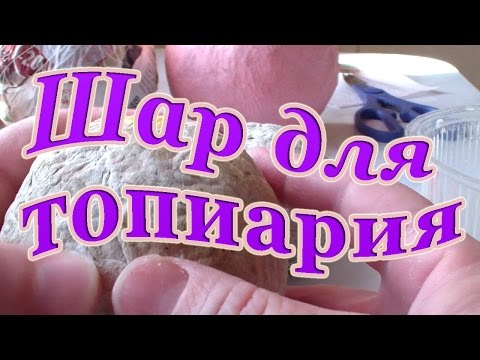 Куплю семена гелиотропа Куплю семена гелиотропа