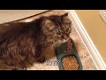 Ultimate Funny Pranks Compilation January 2019 | AFV Funniest Videos