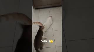 What Are These Two Up To?