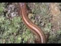 Brandon's Herp Adventures: Chamberlain's Dwarf Salamander