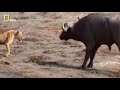 Lions Documentary - "LIONESS BITES THE BUFFALO´S BALLS" (+18)