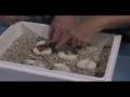 Piebald Clowns Hatching