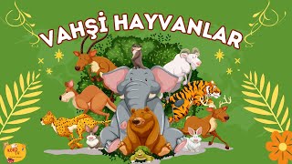 Renkli Hayvanlar Alemi Vahşi Hayvanları Tanıyalım
