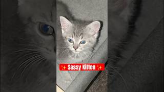 Sy Kittenwith Behind The Scenes Sarahs.exoticss