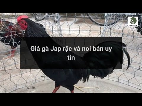 Giá gà Jap rặc và nơi bán uy tín