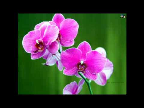 Rangila nao khani Rangila majhi tumi - Neeru Shamsun Nahar (...