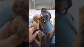 Jagd Terrier Willy P5