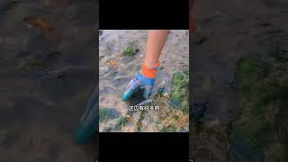 Eng Sub小章赶海发现一大窝长腿八爪鱼皮皮虾泛滥成灾大龙虾抓到好几只