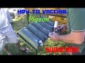 How to easy vaccine any pigeon kabutar Ko vaccine dene ka tarika by Raza photography & Technical