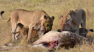 Lions Feeding on Baby Giraffe - WARNING GRAPHIC CONTENT