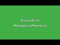 El ciclo de vida de la Mariposa Monarca en el Mariposario de Aula Verde