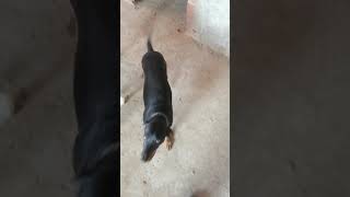 Akbaşlar Ve Av Köpeği Ile Mevzuya Gidiyoruz