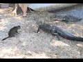 Cat &amp; Gator