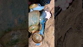 Strange Green Snails Destroy The Egg Laying Of Den Apple Snails Tropical Forest Bees