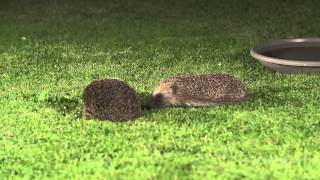 Hedgehog sounds