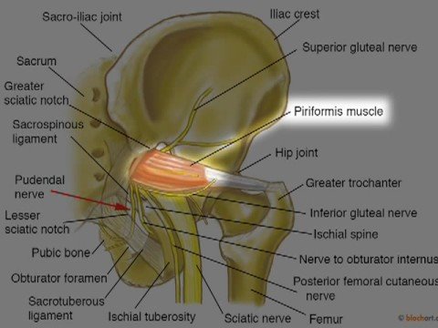 Pudendal Neuralgia: Dr. Aaron Filler - Spine & Nerve Health - YouTube