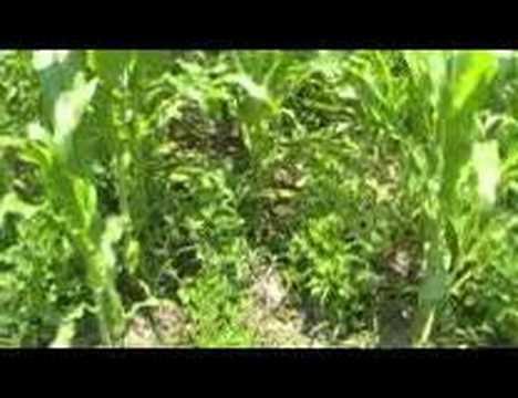 Survival Gardening Part 1 peak oil, food storage, TSHTF