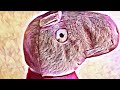 Peppa y George se bañan con una piscina de coche gigante en la playa | Peppa Pig en español