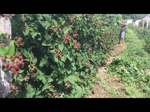 Агротехника выращивания ежевики 24