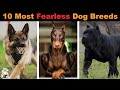 10 Most Fearless Dog Breeds In The World