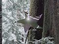 Tchaikovsky - The Nutcracker - Dance Of The Sugar Plum Fairy