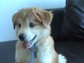 Ninja on Mother's Day - Cute husky mix puppy