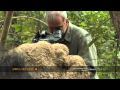 Gaur Ecology And Behavior | RM. Gaur Ecology And Behavior | RM.