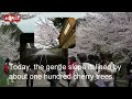 産業遺跡　蹴上インクライン　京都府　桜の名所です