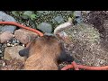 Pond Spring Cleaning!