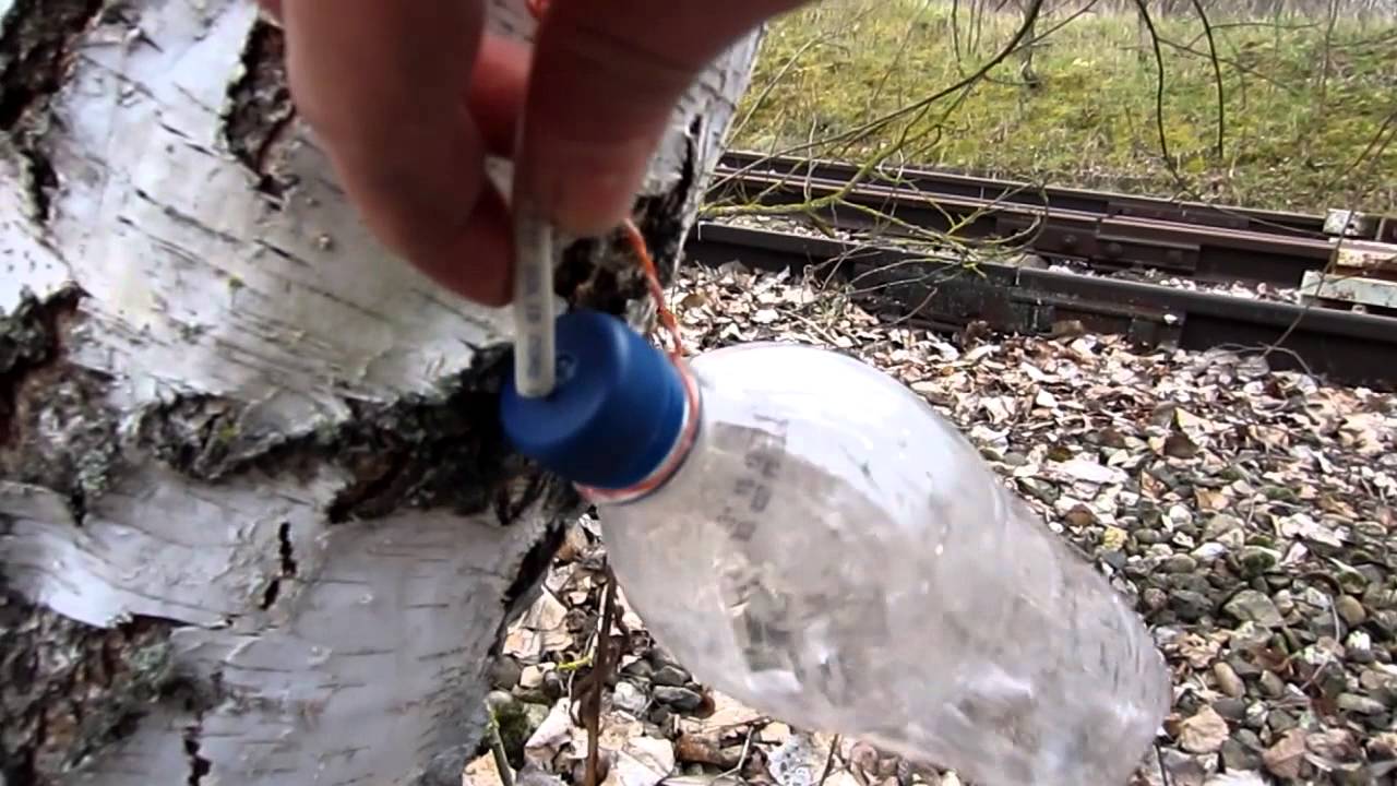 Récolte de la sève de bouleau - YouTube Récolte de la sève de bouleau - YouTube