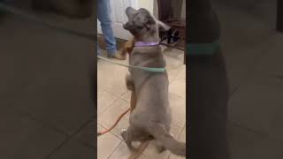 TGIF at Kent Animal Shelter!