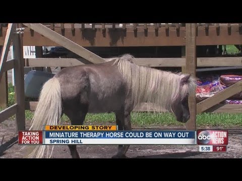 Miniature horse, an 11-year old boy's therapy animal, could be removed from residential neighborhood Miniature horse, an 11-year old boy's therapy animal, could be removed from residential neighborhood