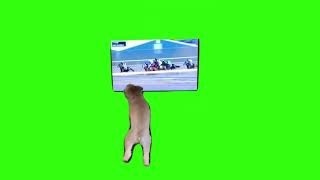 Dog Jumping And Rooting Meme Green Screen