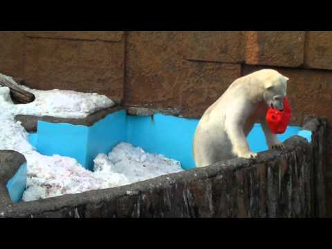 ホッキョクグマのピリカ　ポリタン遊び　（円山動物園）PolarBear