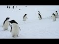 Giant Iceberg Traps Penguin Colony, Killing 150,000 Birds - Newsy