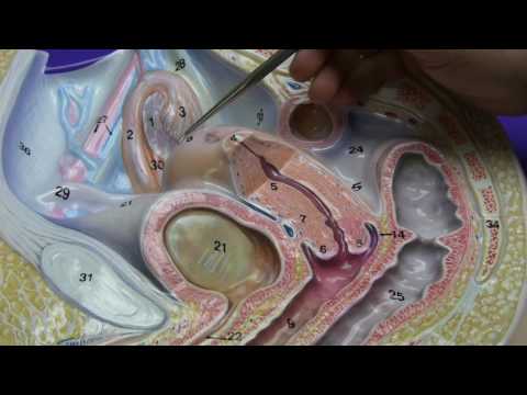 Female Reproductive System - YouTube
