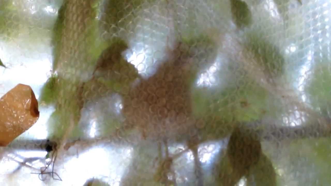 Avvantaggi darsonvalya per le risposte di persona
