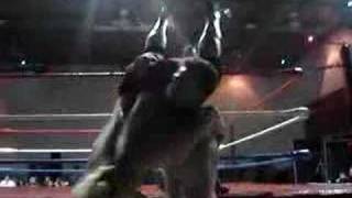Stampede Wrestling Johnny Devine Vs Gama Singh Jr