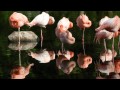 Aman - Flamingo River (Piyush Awasthi Remix)