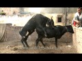 Cows Mating images Cows Mating