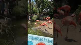 Audubon flamingos New Orleans Louisiana