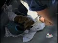 Is El Nino Causing Sea Lion Pups On Central Coast To Die?