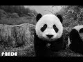 Imagine Dragons Thunder (Panda Parody) Imagine Dragons Thunder (Panda Parody)