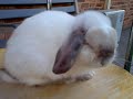 Holland Lop Bunny - Klarwin enjoying the fresh air again! :)