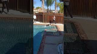 Daredevil Dog Runs Across Pool Cover