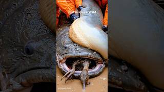 Giant Amazonian Armored Catfish Attempts To Swallow Duck While Giant Snail Clings To Its Back