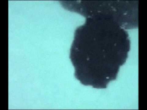 Swim II Video