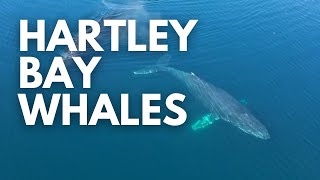 Hartley Bay Humpback Whales